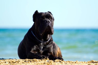 İtalyan Cane Corso köpeği açık havada