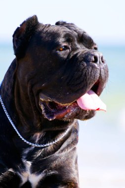 İtalyan Cane Corso köpeği açık havada