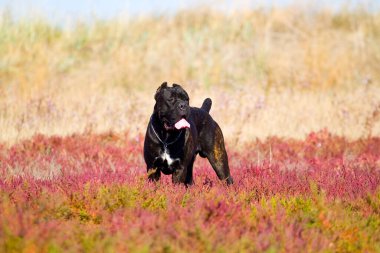 İtalyan Cane Corso köpeği açık havada