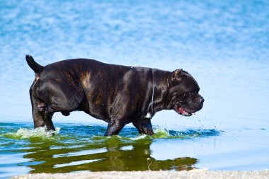 İtalyan Cane Corso köpeği açık havada