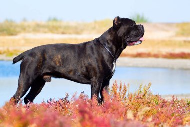 İtalyan Cane Corso köpeği açık havada
