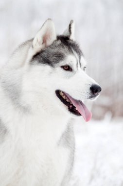 Sevimli Sibirya Husky köpeği açık havada 