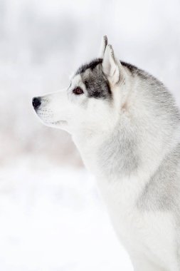 Sevimli Sibirya Husky köpeği açık havada 