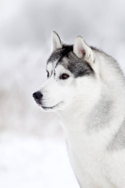 Sevimli Sibirya Husky köpeği açık havada 