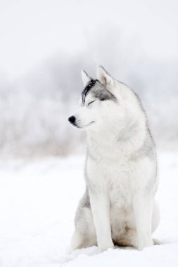 Sevimli Sibirya Husky köpeği açık havada 