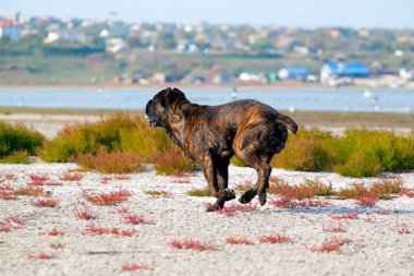 İtalyan Cane Corso köpeği açık havada