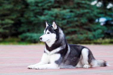 Sevimli Sibirya Husky köpeği açık havada 