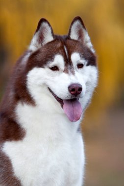 Sevimli Sibirya Husky köpeği açık havada 