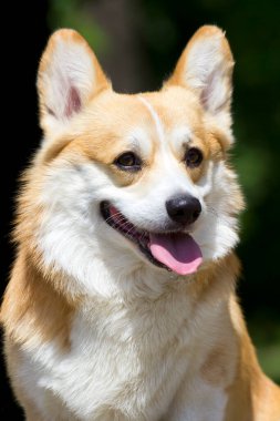 İtalyan Cane Corso köpeği açık havada