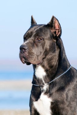 İtalyan Cane Corso köpeği açık havada