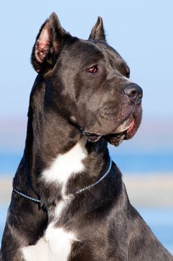 İtalyan Cane Corso köpeği açık havada