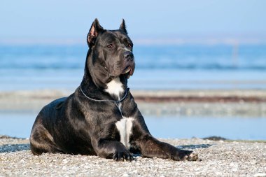 İtalyan Cane Corso köpeği açık havada