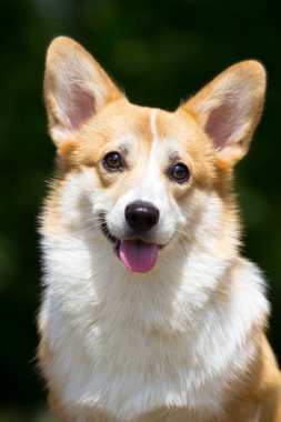 İtalyan Cane Corso köpeği açık havada