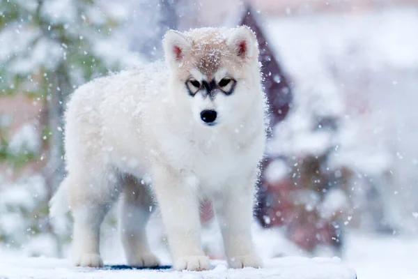 Szibériai Husky Kiskutya Szabadban — Stock Fotó