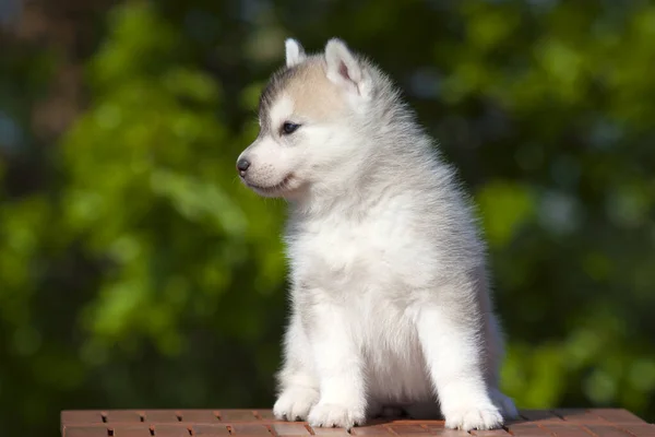 Chiot Husky Sibérie Extérieur — Photo