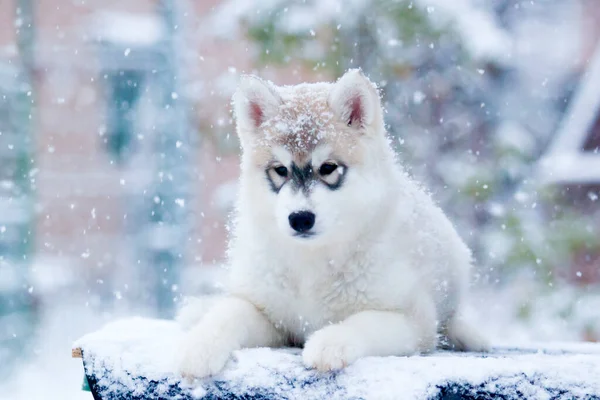 Syberyjski Szczeniak Husky Zewnątrz — Zdjęcie stockowe