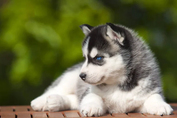 Sibiřský Husky Štěně Venku — Stock fotografie