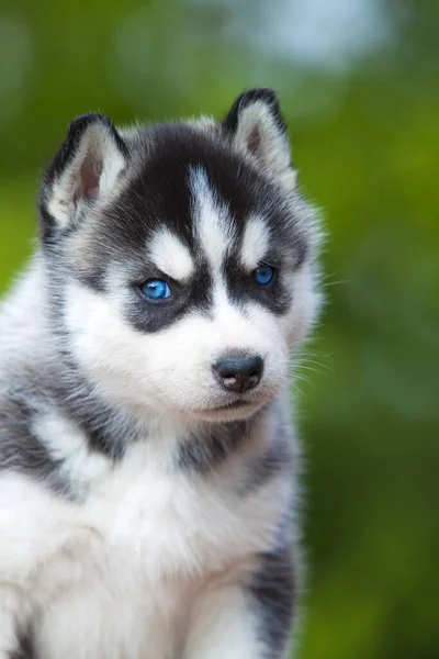 Cachorrinho Husky Siberiano Livre — Fotografia de Stock