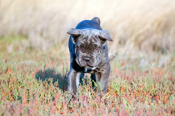 Niedliche Welpen Cane Corso Freien — Stockfoto