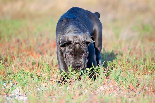 Niedliche Welpen Cane Corso Freien — Stockfoto