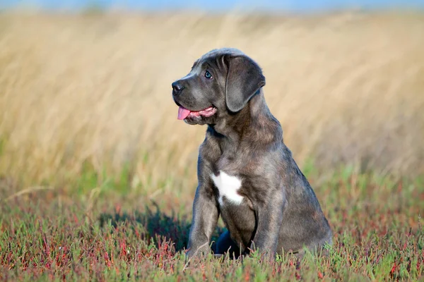 Lindo Cachorro Bastón Corso Aire Libre — Foto de Stock