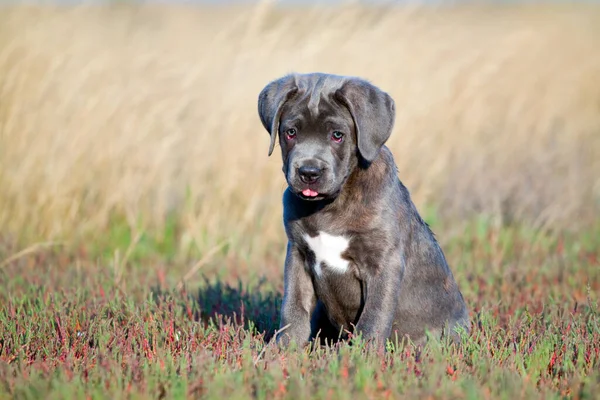 Niedliche Welpen Cane Corso Freien — Stockfoto