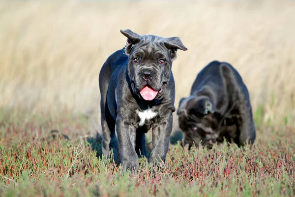 Leuke Pups Cane Corso Outdoor — Stockfoto