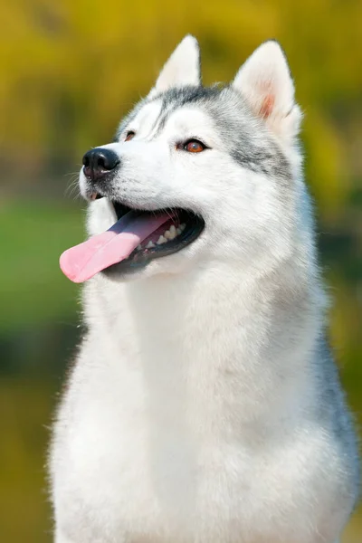 Bedårande Sibiriska Husky Hund Utomhus — Stockfoto