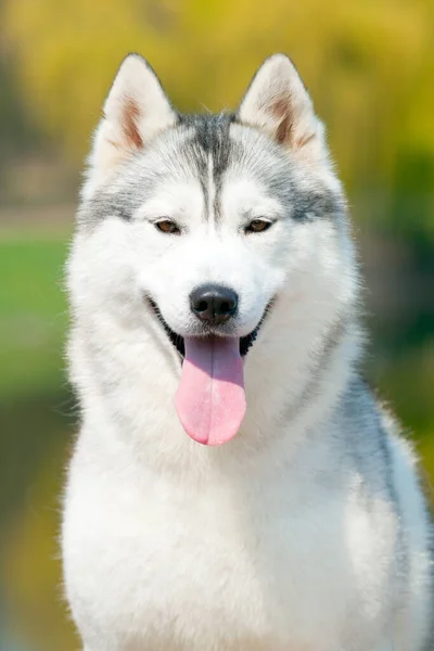 Sevimli Sibirya Husky Köpeği Açık Havada — Stok fotoğraf