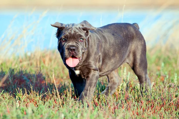 Leuke Puppy Cane Corso Outdoor — Stockfoto