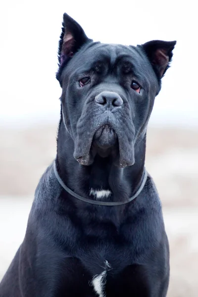 Talyan Cane Corso Köpeği Açık Havada — Stok fotoğraf