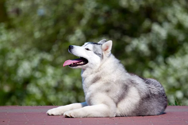 Bedårande Sibiriska Husky Hund Utomhus — Stockfoto