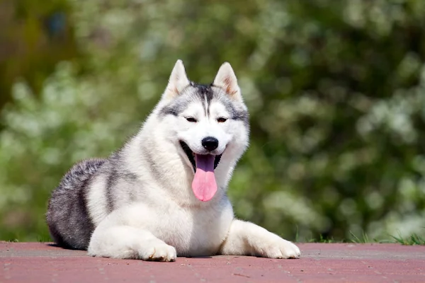 Adorável Siberian Husky Cão Livre — Fotografia de Stock