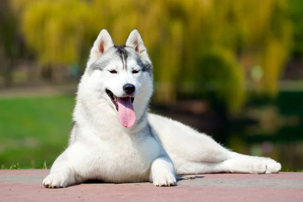 Adorable Perro Husky Siberiano Aire Libre — Foto de Stock