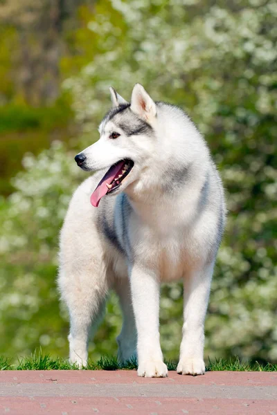 Entzückender Siberian Husky Hund Freien — Stockfoto