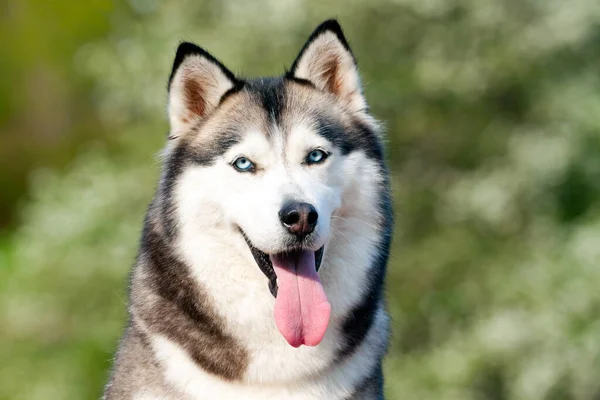 Bedårande Sibiriska Husky Hund Utomhus — Stockfoto