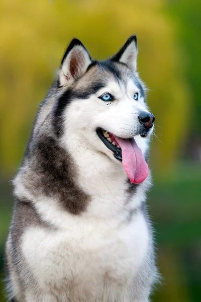 Entzückender Siberian Husky Hund Freien — Stockfoto