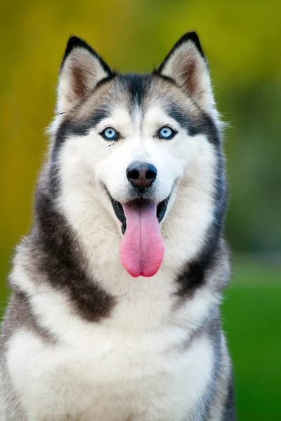 Adorável Siberian Husky Cão Livre — Fotografia de Stock