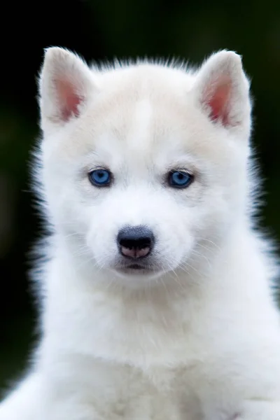 Cachorrinho Husky Siberiano Livre — Fotografia de Stock