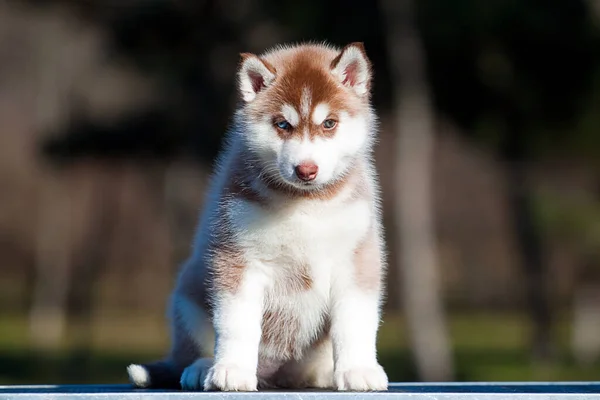 Cachorrinho Husky Siberiano Livre — Fotografia de Stock