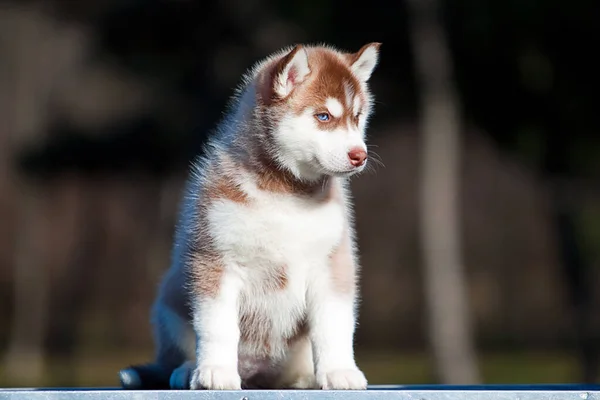 Sibirien Husky Valp Utomhus — Stockfoto