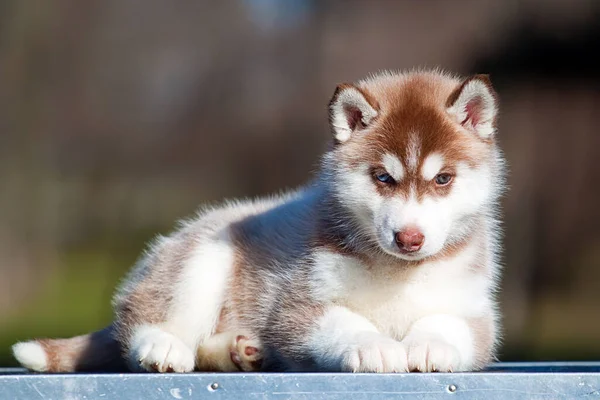 Cachorrinho Husky Siberiano Livre — Fotografia de Stock