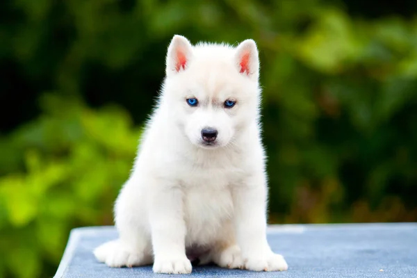 Siberische Husky Puppy Buiten — Stockfoto