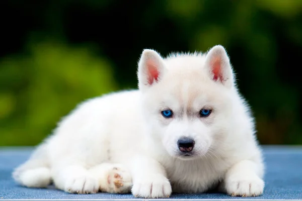 Siberische Husky Puppy Buiten — Stockfoto