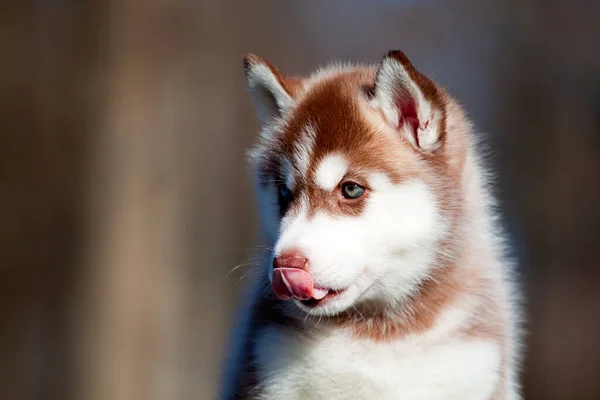 Szibériai Husky Kiskutya Szabadban — Stock Fotó