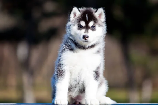 シベリアハスキー子犬屋外 — ストック写真