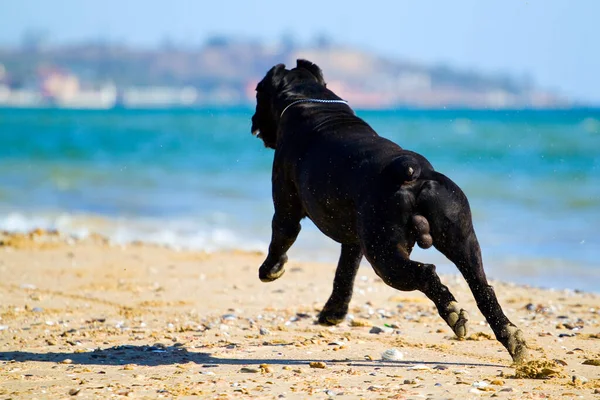 Italienischer Cane Corso Hund Freien — Stockfoto