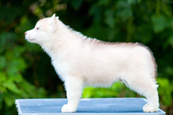 Siberian Husky Puppy Outdoors — Stock Photo, Image