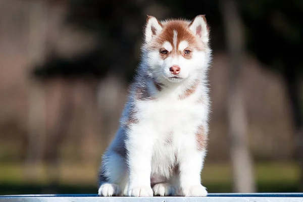 Sibirien Husky Valp Utomhus — Stockfoto