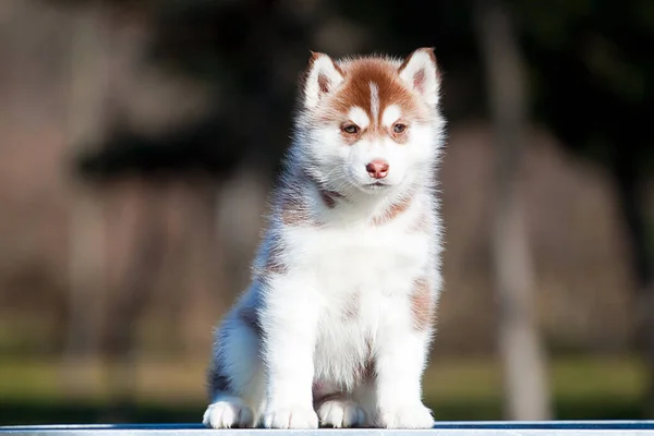 Sibiřský Husky Štěně Venku — Stock fotografie